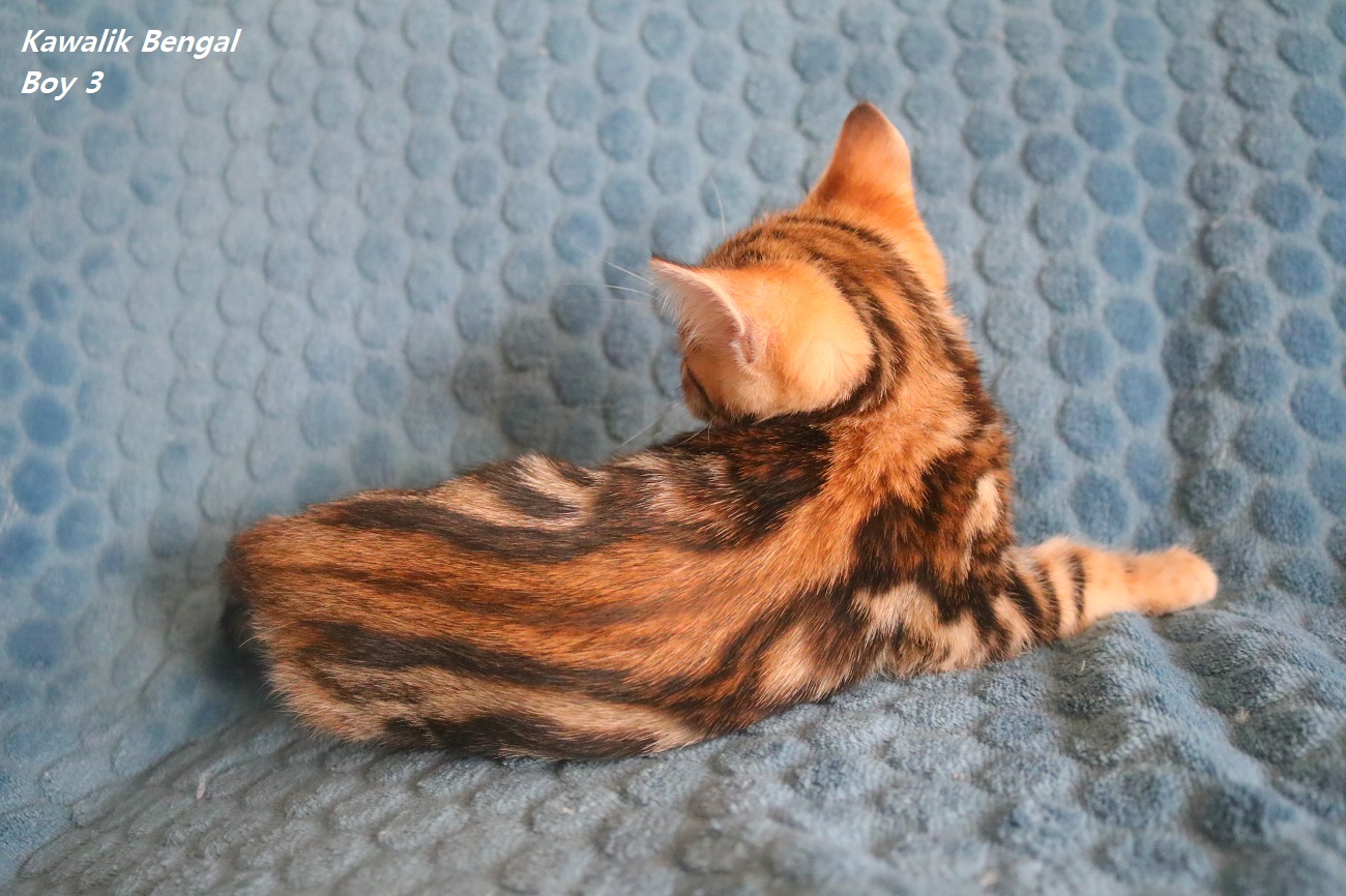 BENGAL MARBLE